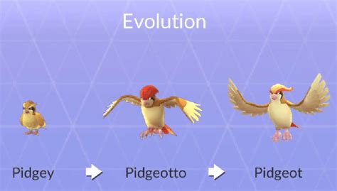pidgeot evolution level|Iba pa.
